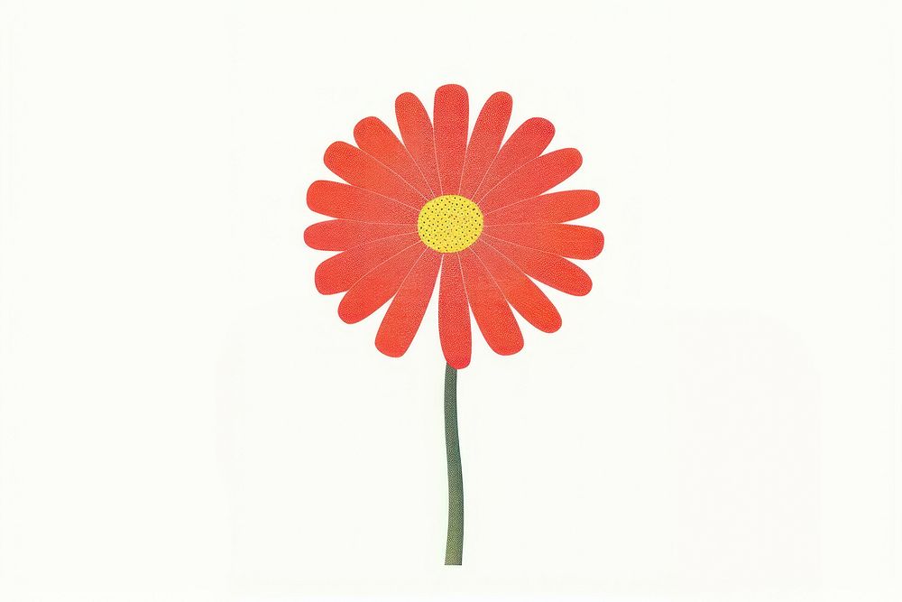 Red daisy flower petal plant white background.