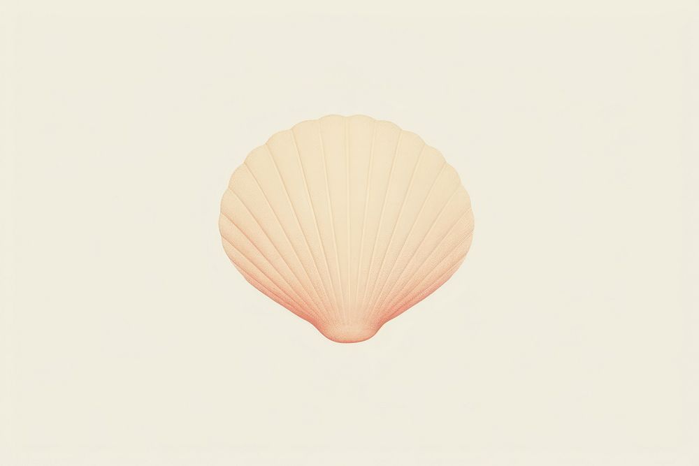Seashell clam invertebrate shellfish.