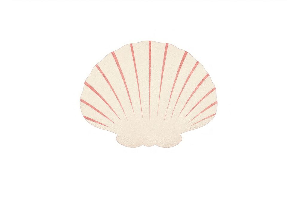 Seashell white background invertebrate shellfish.