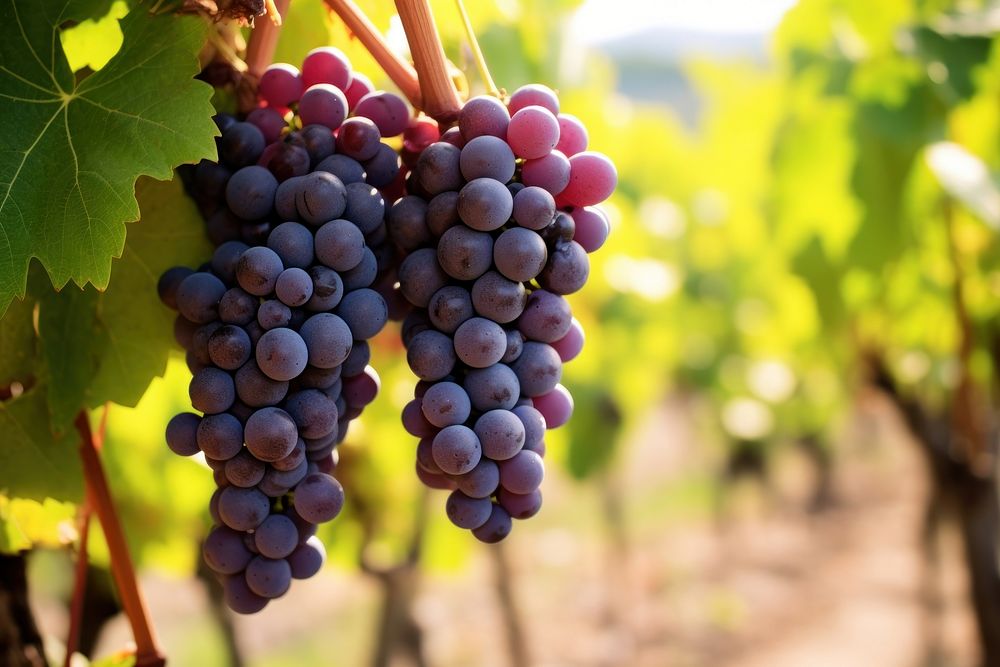 Grape grapes farm vineyard.