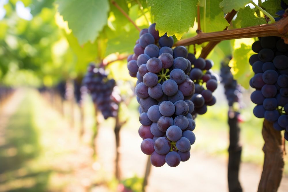 Grape grapes farm vineyard.