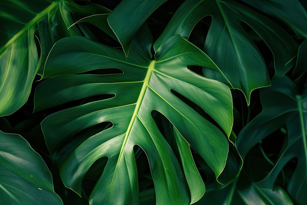 Monstera leave texture green plant leaf.