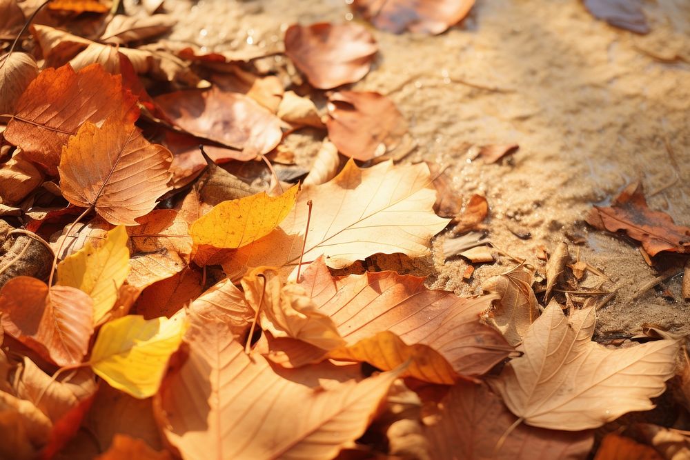 Dry autumn leaves fallen plant leaf tree.