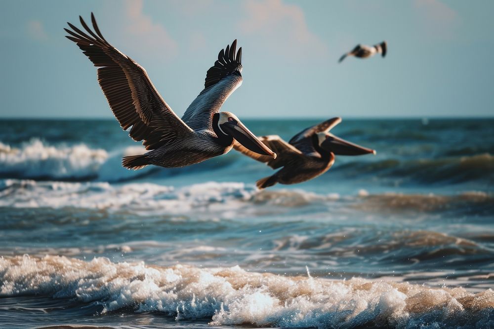 Pelican birds flying sea outdoors. AI generated Image by rawpixel.