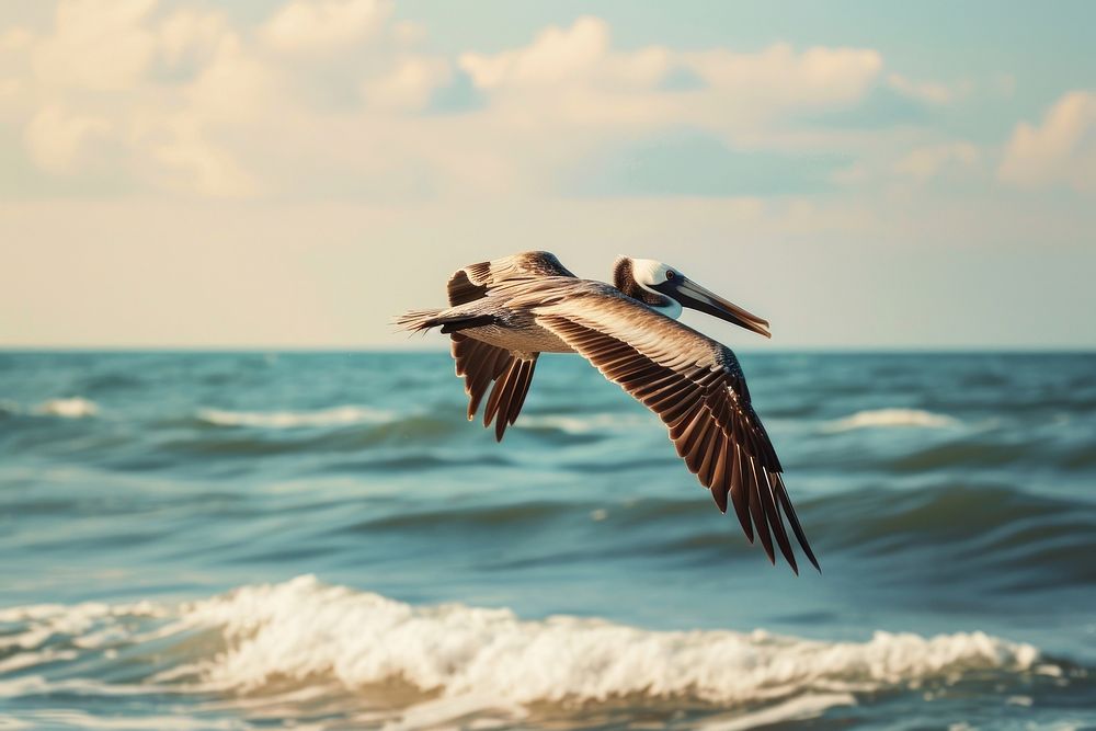 Pelican birds flying outdoors animal. 