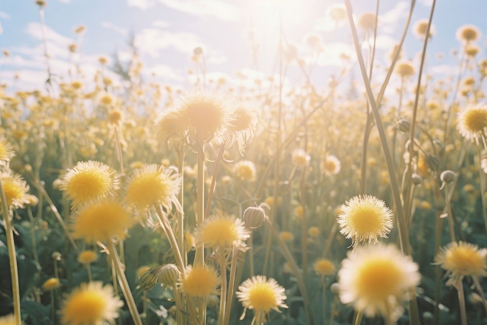 Dandelion dandelion flower landscape.