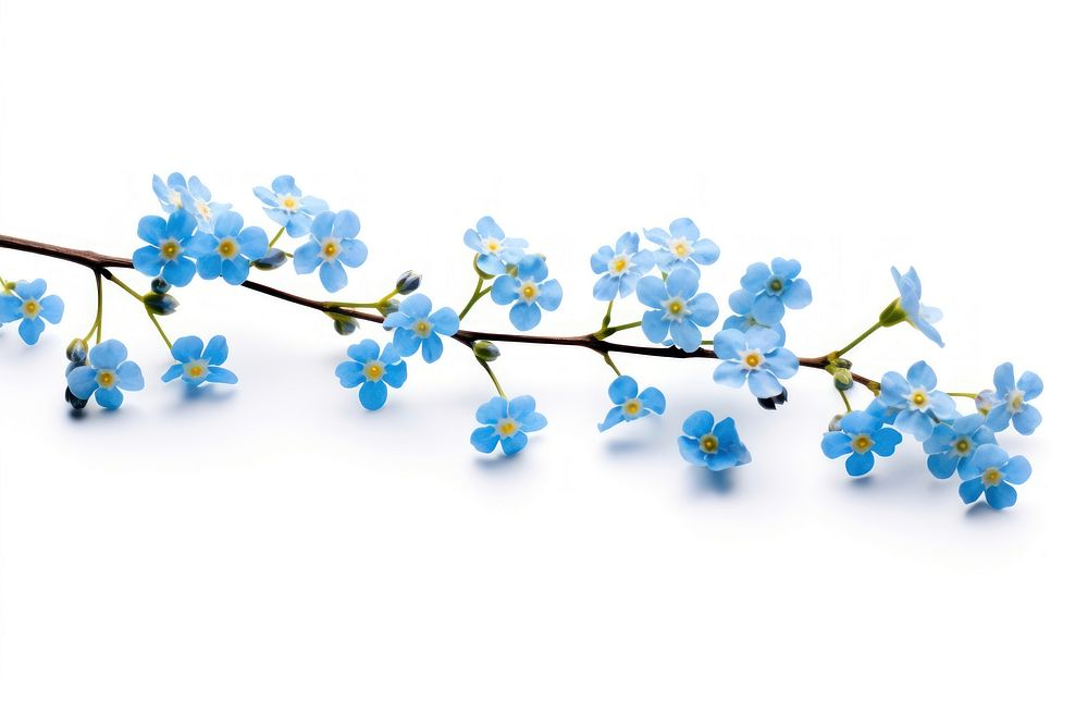 Forget-me-nots branch blossom flower nature.