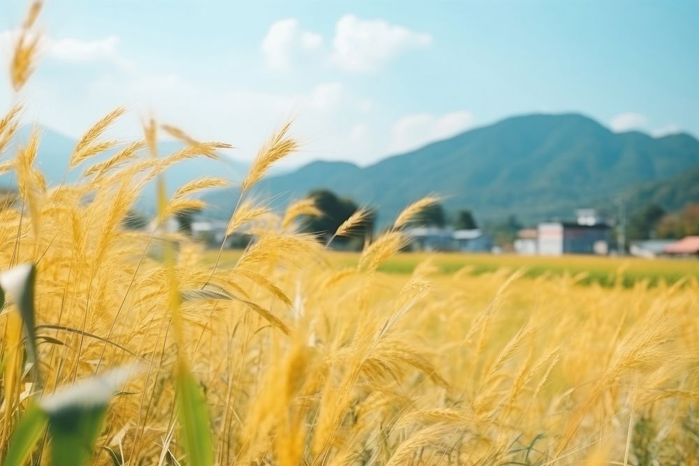 Golden rice field countryside outdoors nature.