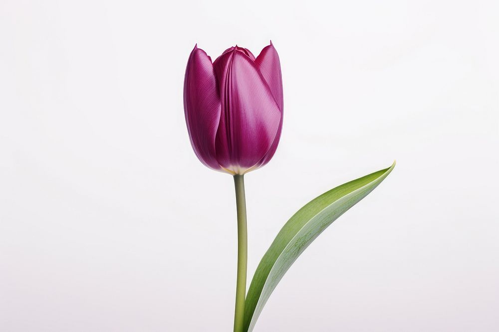Red tulip flower blossom purple plant.