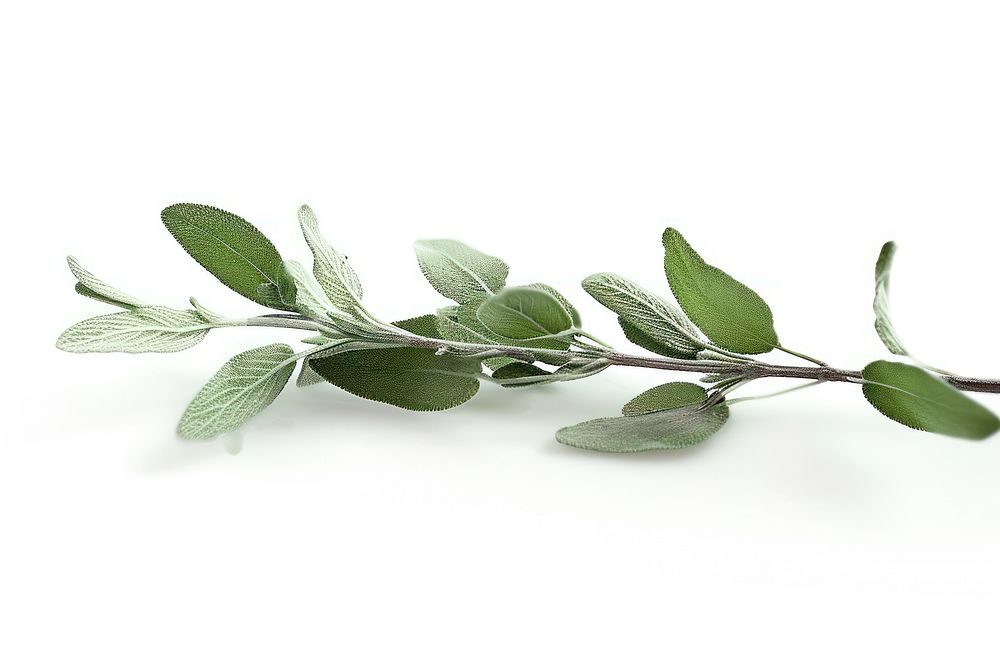 Sage branch plant herbs leaf.