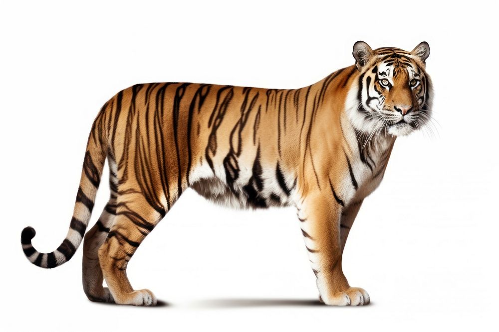 Bengal tiger wildlife animal mammal.