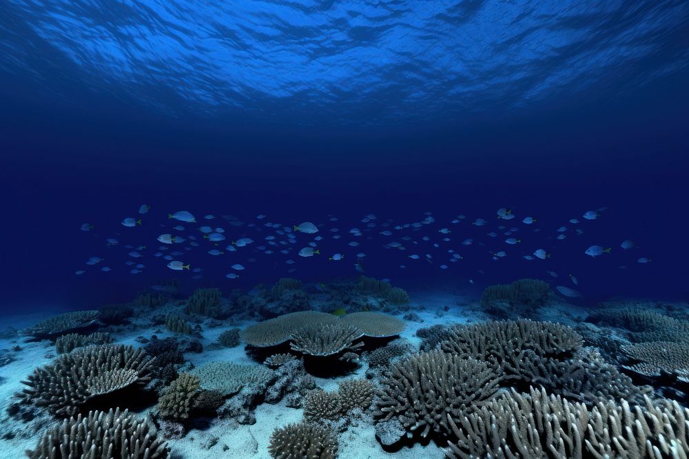 Coral reef underwater outdoors nature.