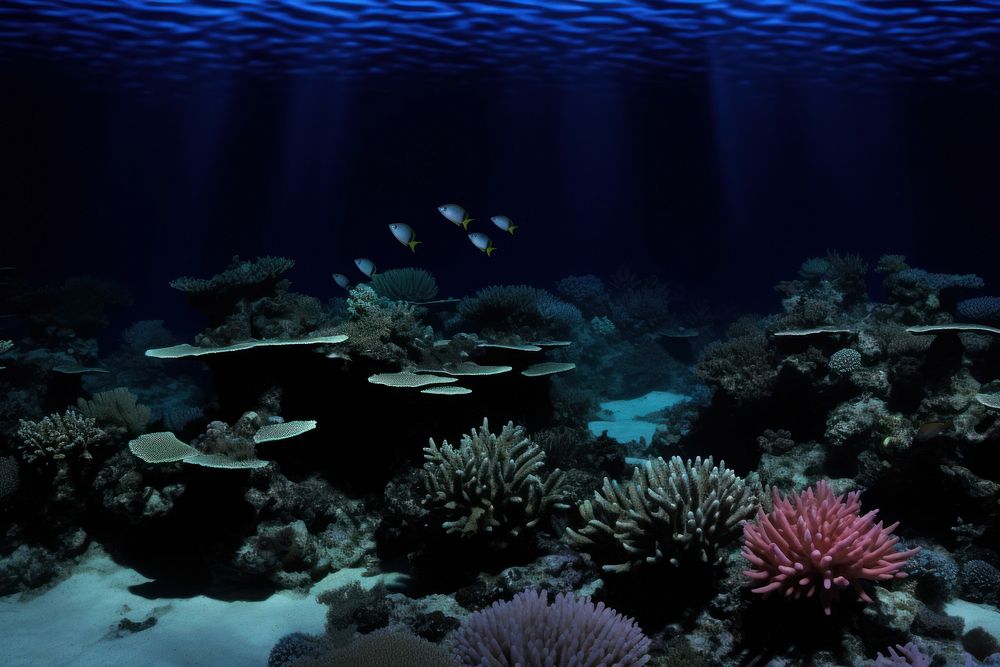 Coral reef underwater outdoors nature.