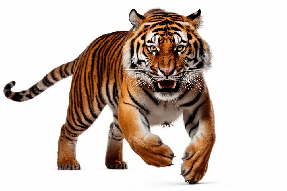 Leaping tiger wildlife animal mammal.
