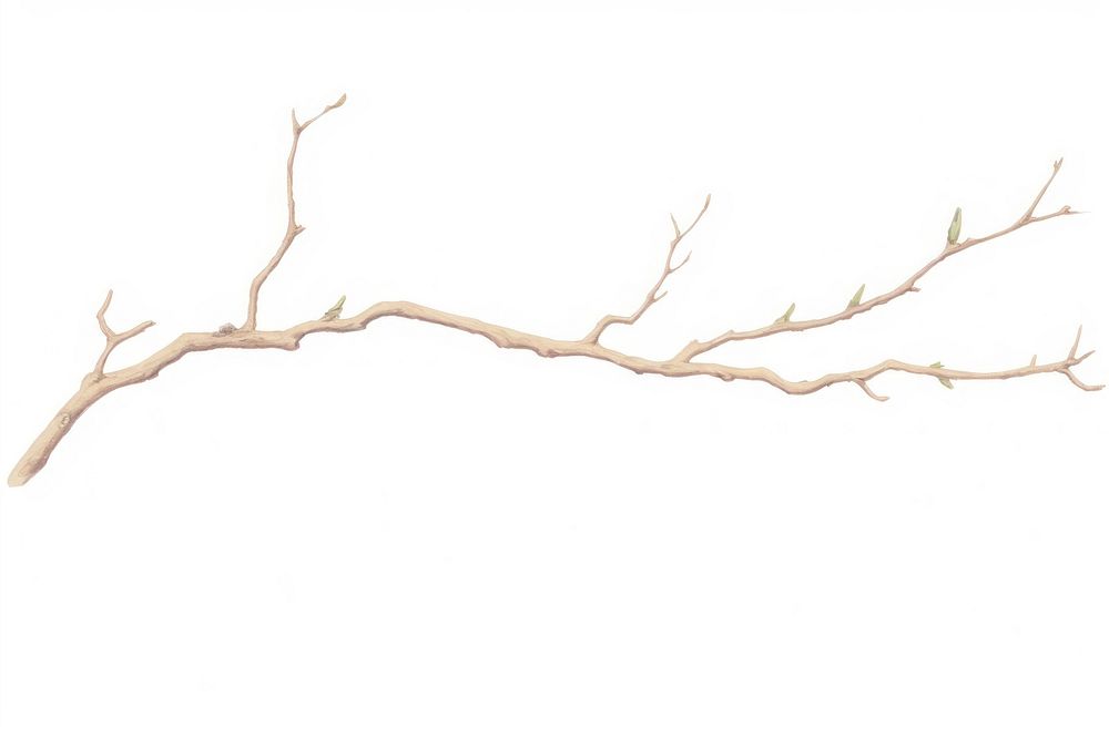 Branch backgrounds plant tree.