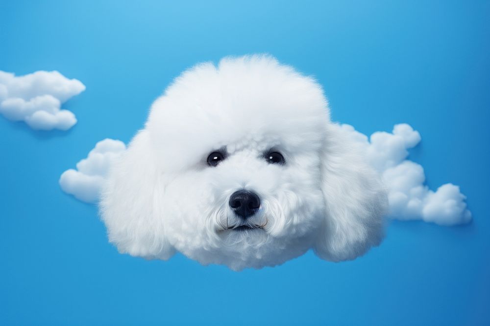 Cloud shaped dog face form animal mammal puppy. 