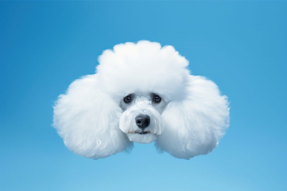 Cloud shaped dog face form animal mammal poodle. AI generated Image by rawpixel.