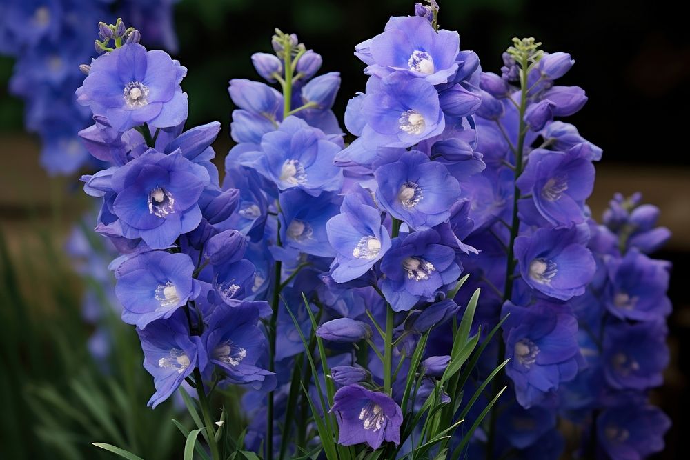  Larkspur blossom flower plant. AI generated Image by rawpixel.