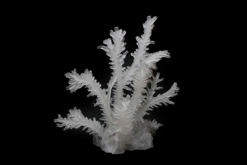 Frosted ice coral reefs mineral crystal nature.