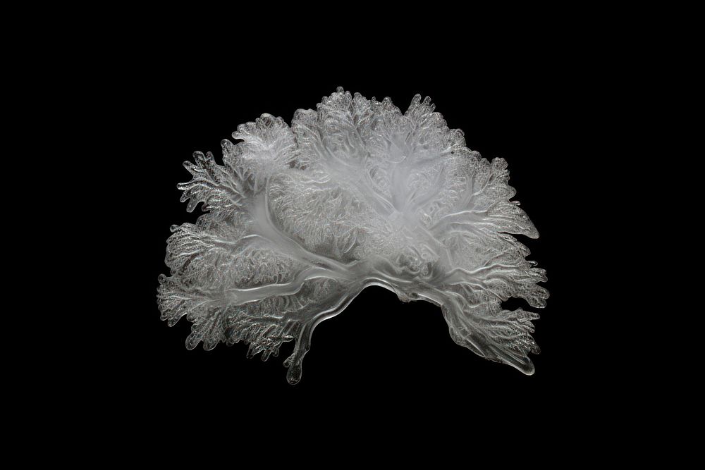 Frosted ice human brain nature black background accessories.