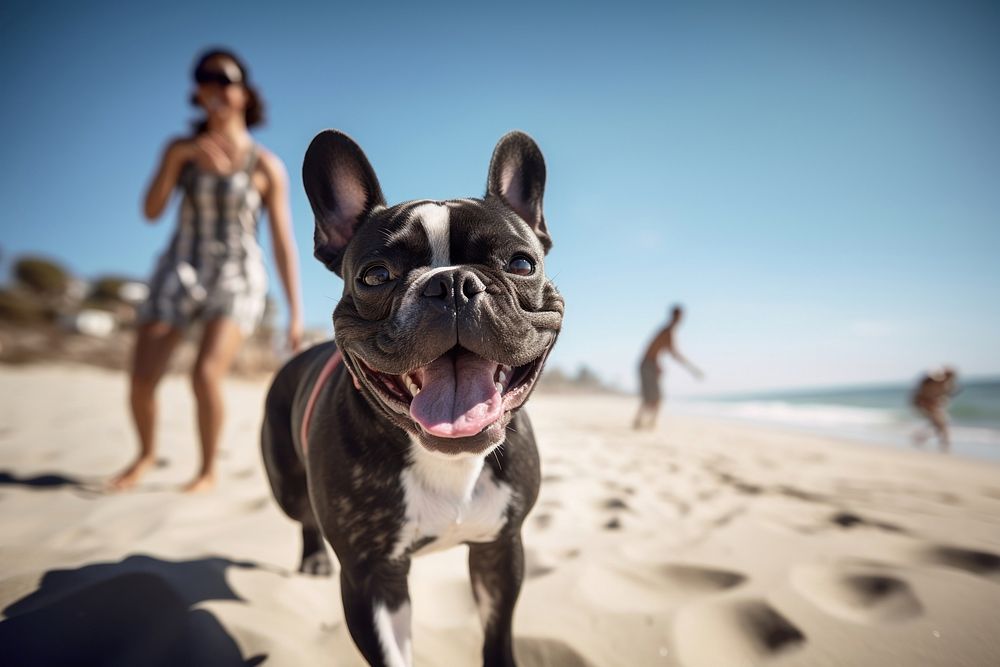 Woman dog walking bulldog beach outdoors.