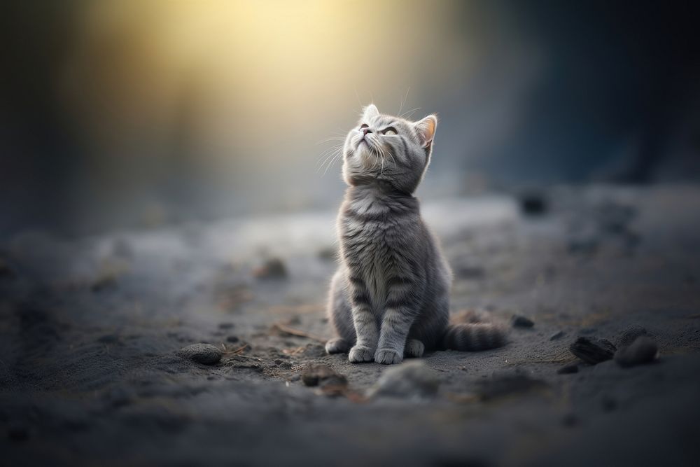 Cat looking up animal mammal kitten. AI generated Image by rawpixel.