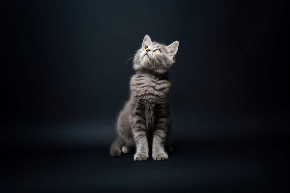 Cat looking up animal mammal kitten. AI generated Image by rawpixel.