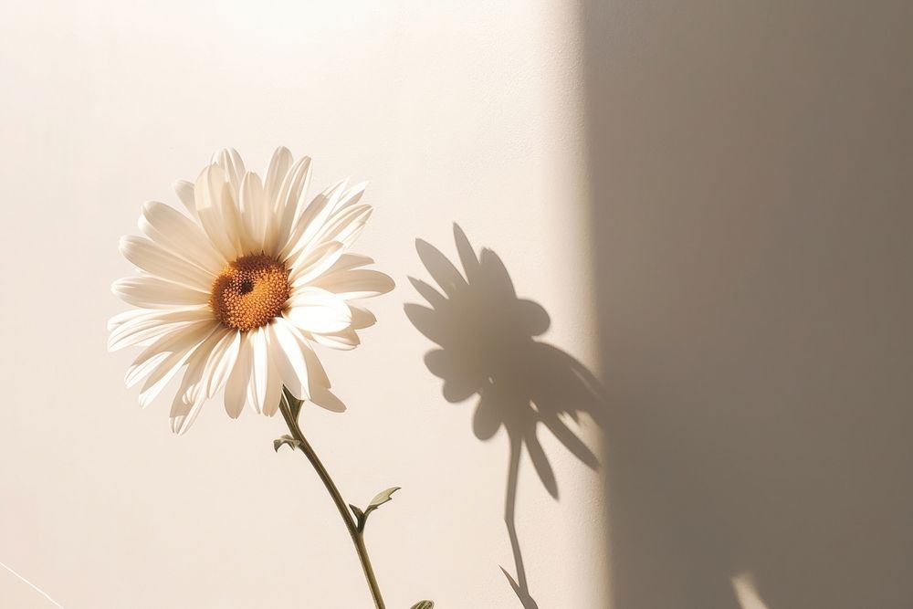  Flower shadow desktop petal plant daisy. AI generated Image by rawpixel.