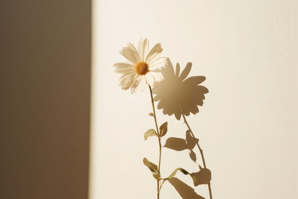  Flower shadow desktop petal plant daisy. 