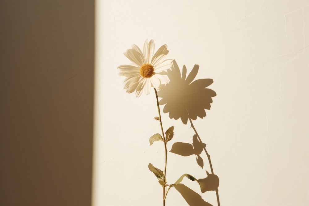 Flower shadow desktop petal plant | Premium Photo - rawpixel