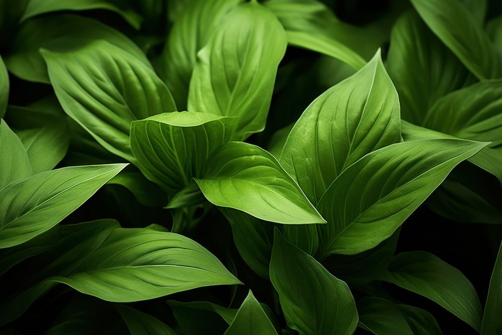  Green Cigar flower leaves backgrounds plant leaf. AI generated Image by rawpixel.