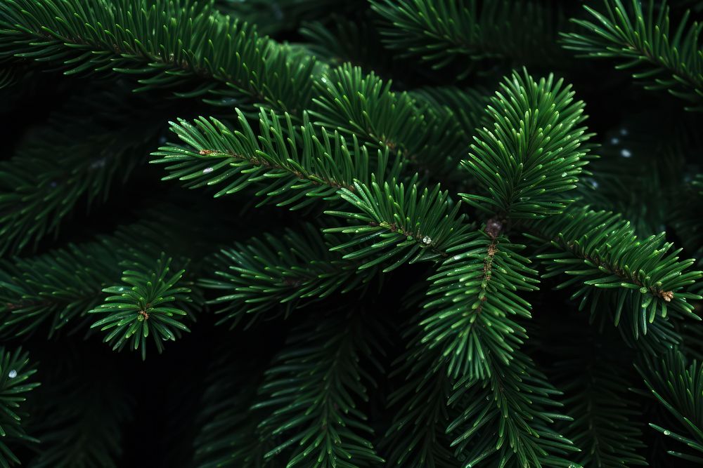  Spruce tree leaves spruce backgrounds plant. AI generated Image by rawpixel.
