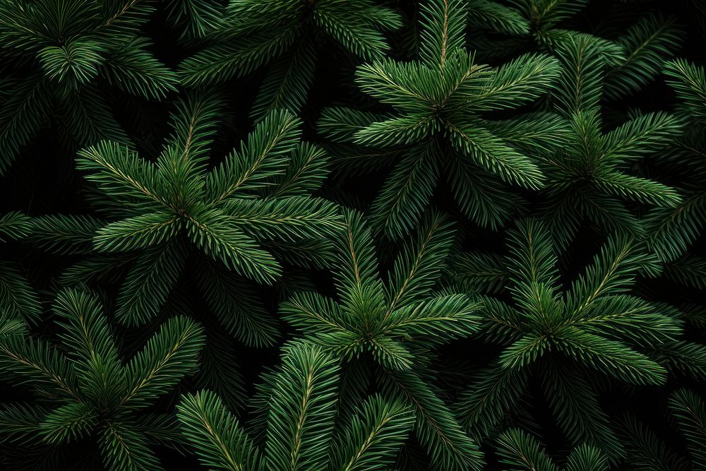  Spruce tree leaves backgrounds spruce plant. AI generated Image by rawpixel.