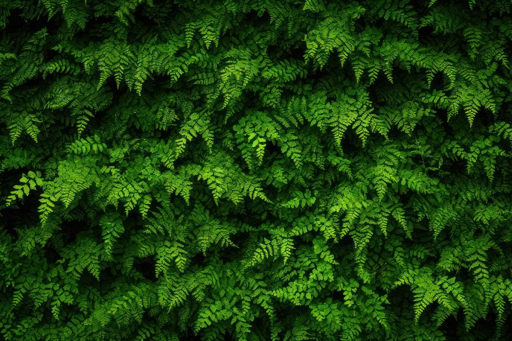 Fern wall green background backgrounds vegetation outdoors.