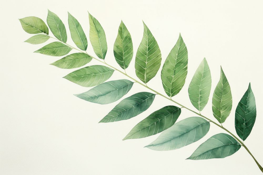 Hand painted leaf watercolor drawing green background plant astragalus pattern.