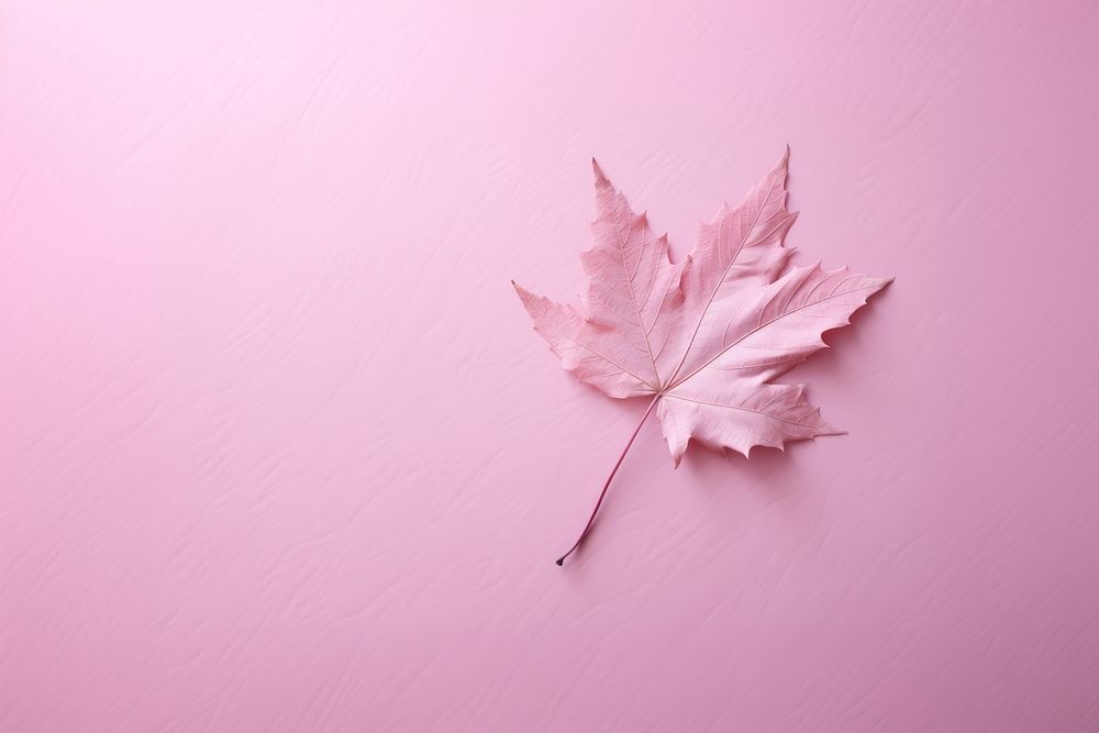  Pink background leaf backgrounds plant. AI generated Image by rawpixel.
