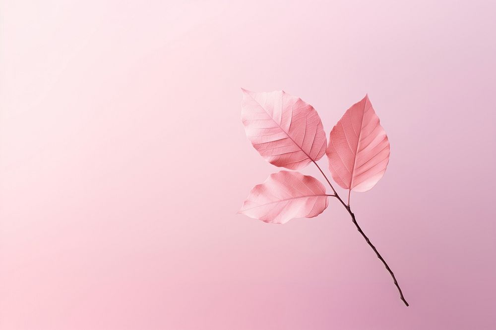  Pink background leaf plant fragility. AI generated Image by rawpixel.
