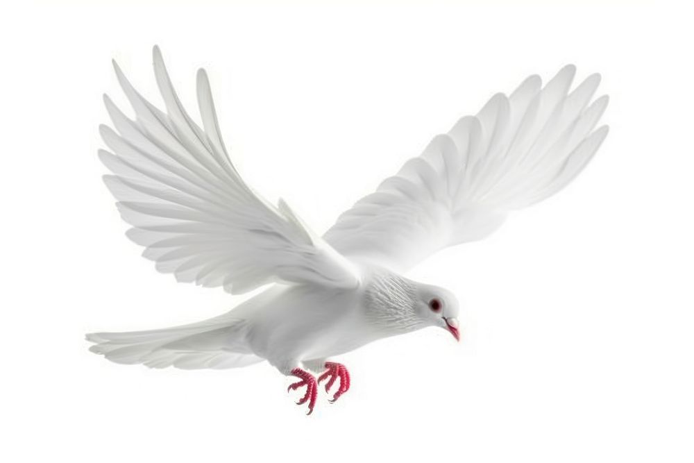 Dove of peace flying animal white bird.