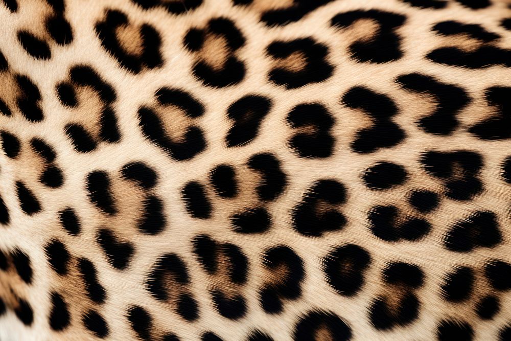  Cheetah skin texture cheetah animal backgrounds. 
