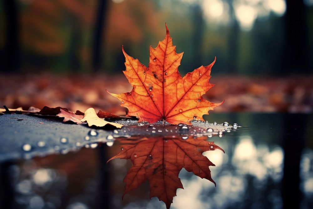 Fall leaves plant maple leaf. AI generated Image by rawpixel.
