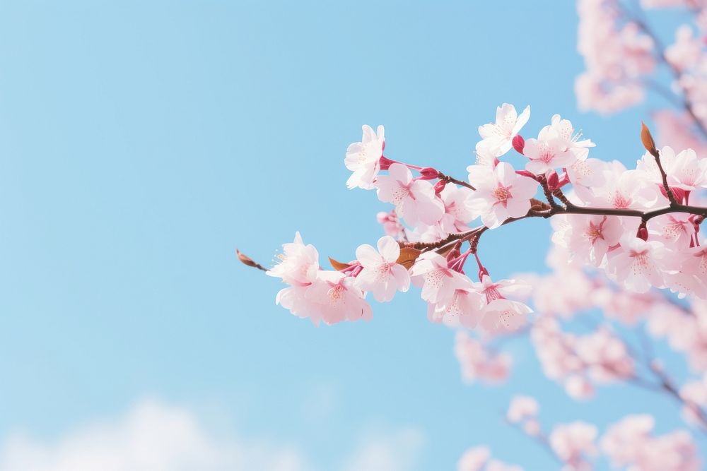 Sakura with clean blue sky outdoors blossom flower. AI generated Image by rawpixel.