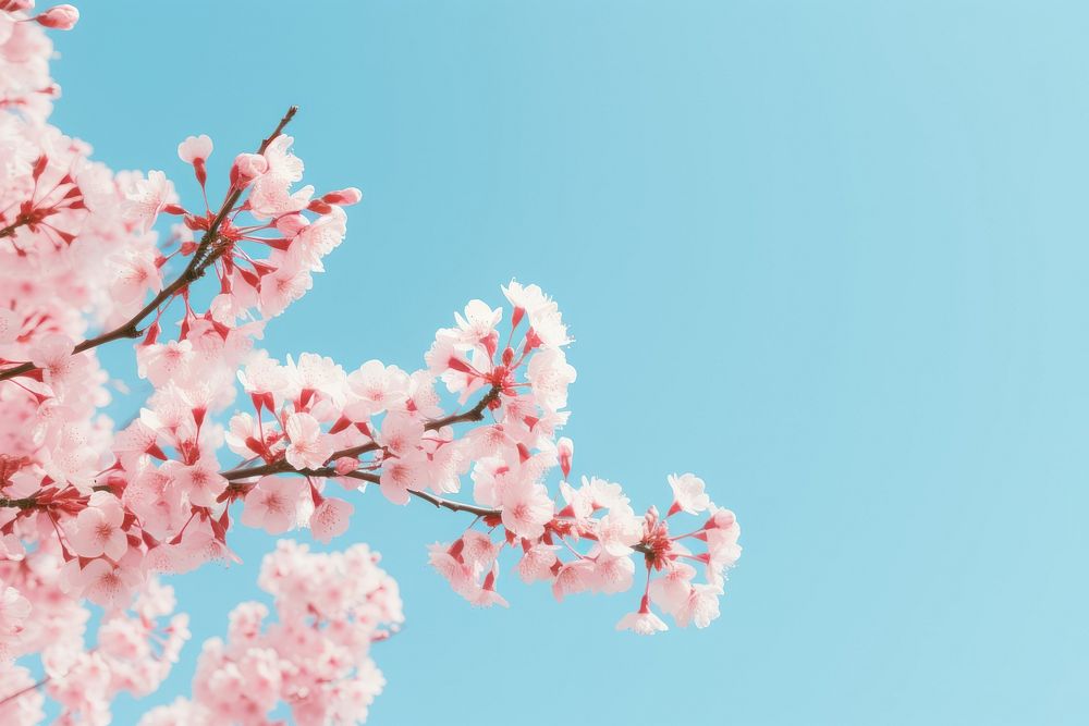 Sakura with clean blue sky backgrounds outdoors blossom. AI generated Image by rawpixel.