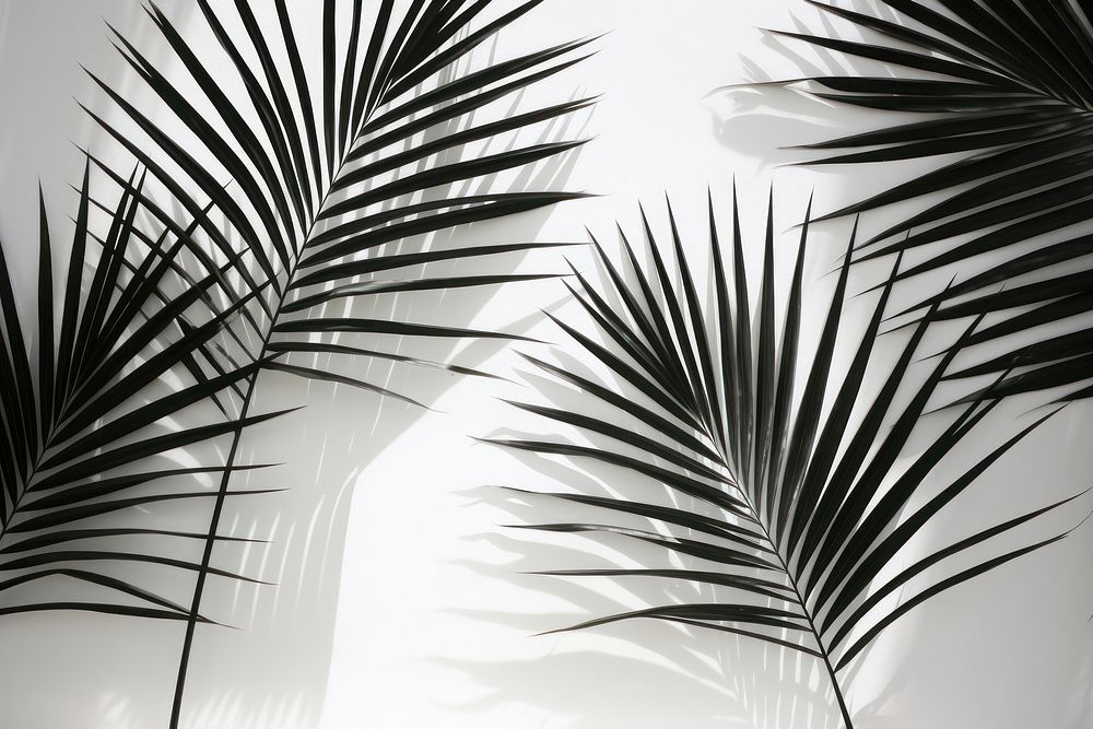 Shadow palm leaves nature plant white. AI generated Image by rawpixel.