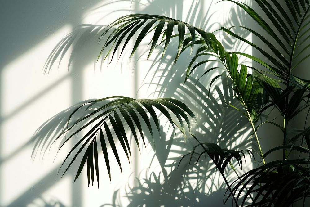 Shadow palm leaves outdoors nature plant. AI generated Image by rawpixel.