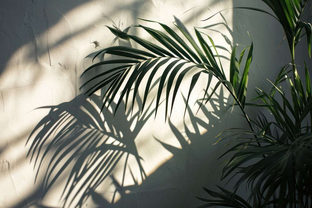 Shadow palm leaves outdoors nature plant. AI generated Image by rawpixel.