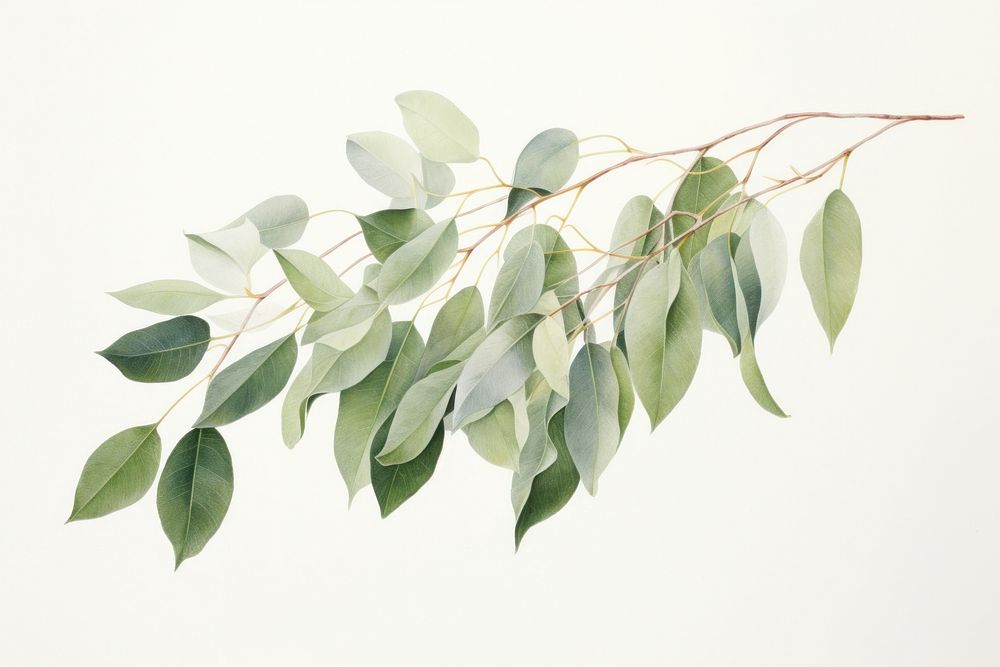 Eucalyptus plant leaf tree. AI generated Image by rawpixel.
