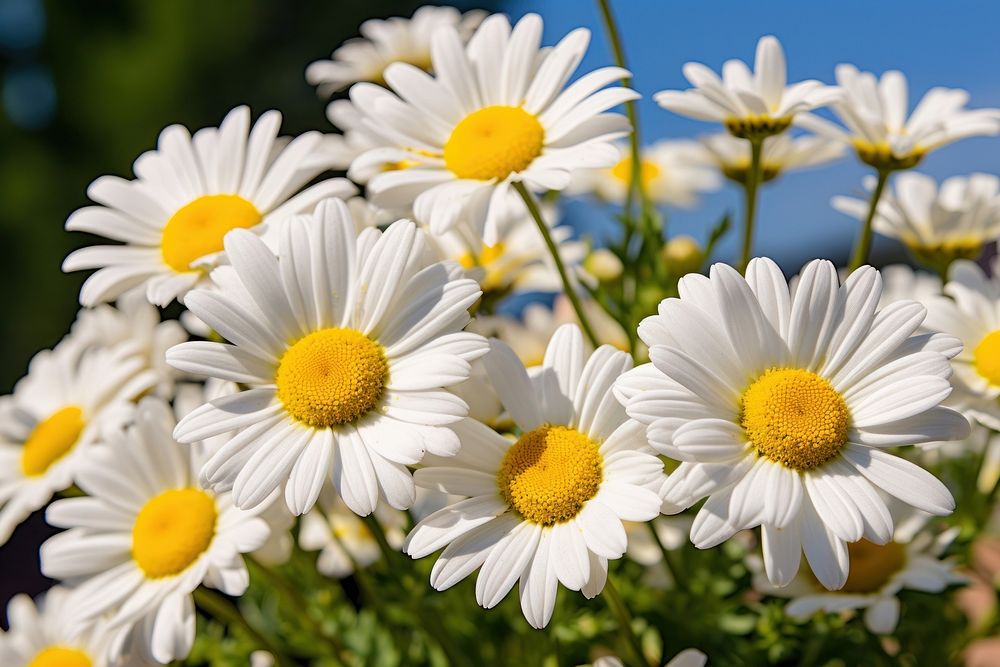 Cluster of Margeruite daisies in full bloom outdoors blossom flower.