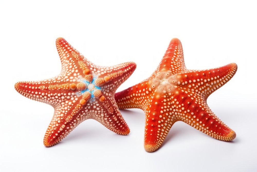 Beautiful sea stars starfish invertebrate echinoderm.