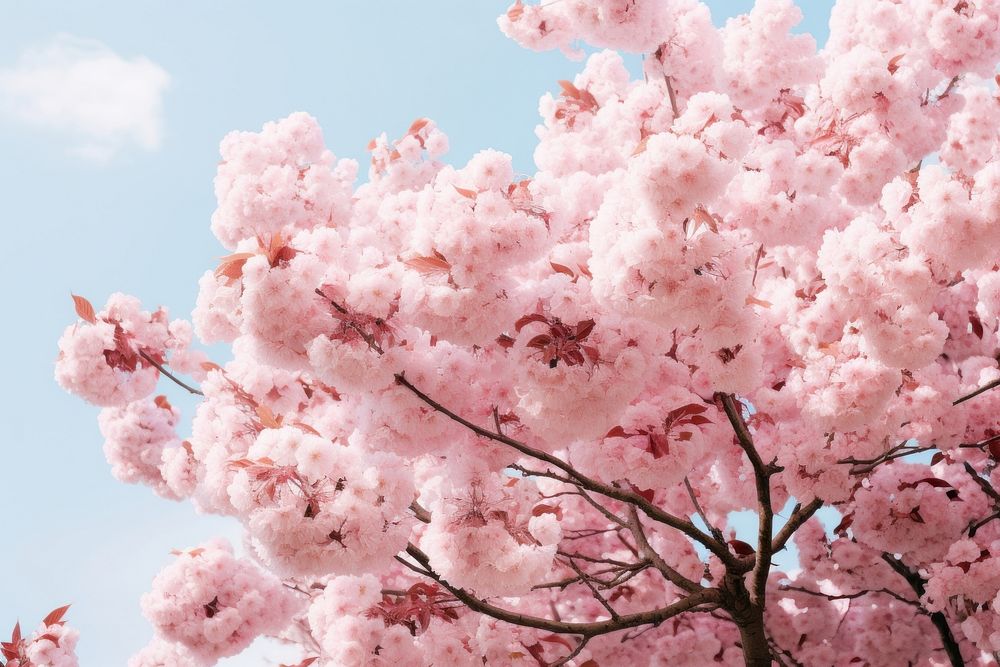 Light Pink Cherry Tree blossom flower cherry. AI generated Image by rawpixel.