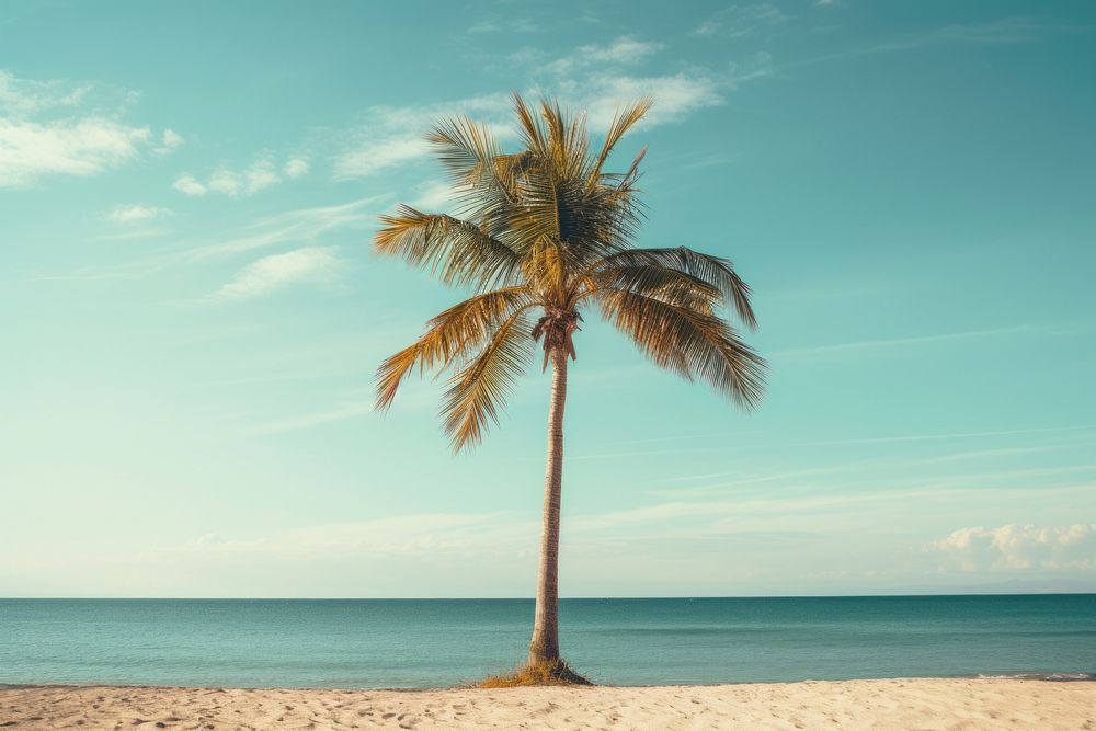 Plam tree in the beach summer outdoors horizon. AI generated Image by rawpixel.